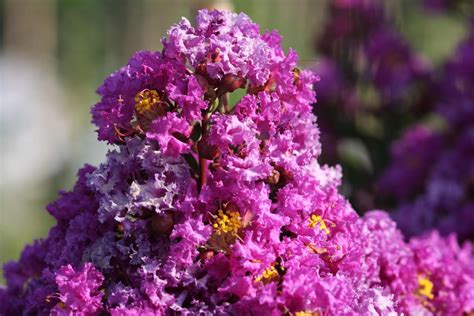 Purple Magic Lagerstroemia indica: A Natural Dye Source with Vibrant Colors
